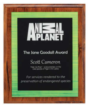 Vivid Plaque - Green